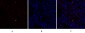 c-Src Polyclonal Antibody
